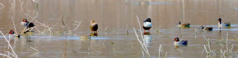 ducks on water